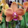 Орхидея Phalaenopsis Paprika, multiflora (отцвел)