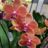 Орхидея Phalaenopsis Paprika, multiflora (отцвел)