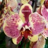Орхидея Phal. Exotic Punch (отцвел, РЕАНИМАШКА) 