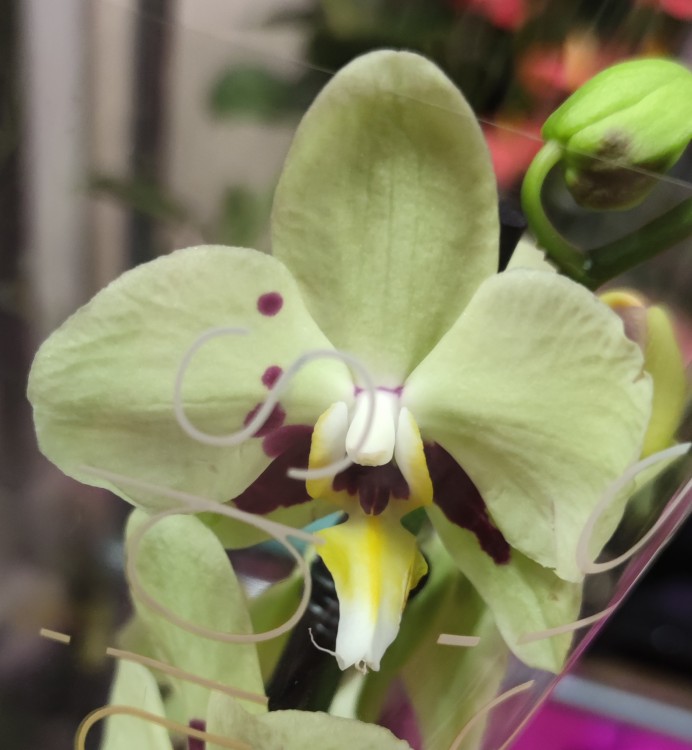 Орхидея Phalaenopsis Santarem (отцвел)