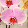Орхидея Phalaenopsis Pretty Romance 