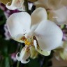 Орхидея Phalaenopsis stuartiana Pico Chip 