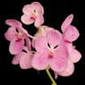 Орхидея Vanda Kultana Ruby x Vanda coerulea, pink  (отцвела)
