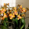 Орхидея Phalaenopsis Las Vegas 