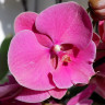 Орхидея Phalaenopsis Big Lip (отцвел, УЦЕНКА) 