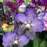 Орхидея Vanda Moonlight Blue 