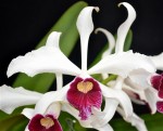Орхидея Laelia purpurata (отцвела)  