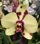 Орхидея Phalaenopsis Romee (отцвел, РЕАНИМАШКА)