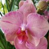 Орхидея Phalaenopsis Singalong (отцвел, РЕАНИМАШКА)