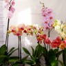 Орхидея Phalaenopsis Fata Morgana 