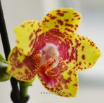 Орхидея Phalaenopsis Orchid World
