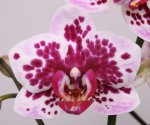 Орхидея Phalaenopsis Innocent, multiflora 