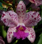 Орхидея C.amethystoglossa (отцвела)   