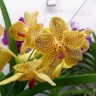 Орхидея Vanda (отцвела)