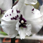 Орхидея Phalaenopsis, Big Lip 