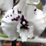Орхидея Phalaenopsis, Big Lip 