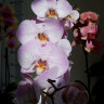 Орхидея Phalaenopsis Aalborg (отцвел)