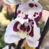 Орхидея Phalaenopsis, peloric 