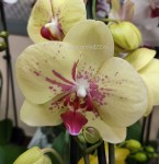 Орхидея Phalaenopsis Edyta (отцвел, УЦЕНКА)