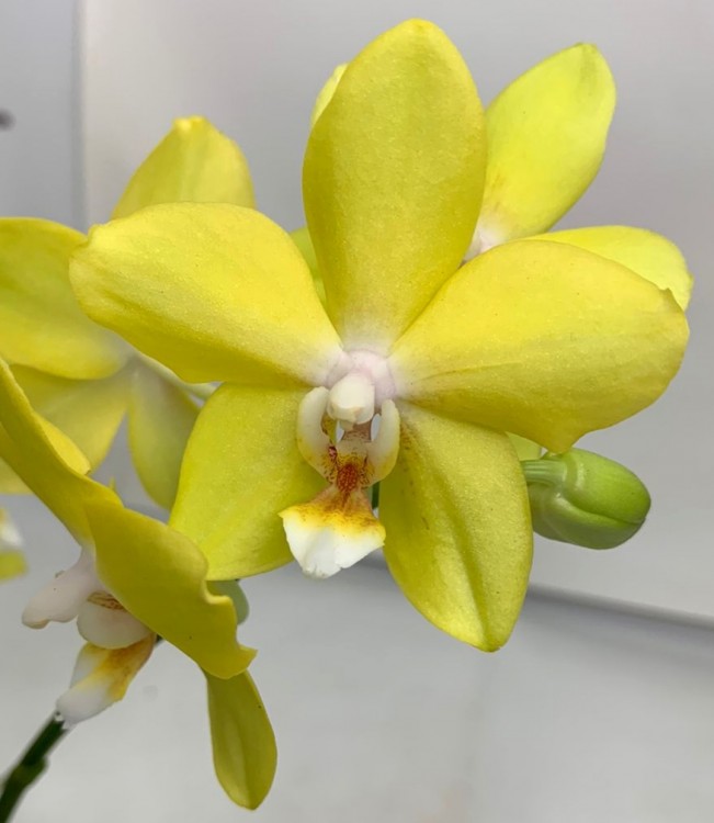 Орхидея Phalaenopsis Poppy Honey, multiflora (отцвел, РЕАНИМАШКА)    