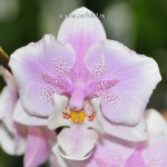 Орхидея Phalaenopsis schilleriana hybrid
