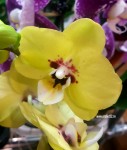 Орхидея Phalaenopsis Yellow Cab 