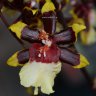 Орхидея Colmanara 