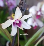 Орхидея Dendrobium mini 