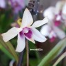 Орхидея Dendrobium mini 