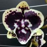 Орхидея Phalaenopsis Miki Brown Bear 