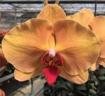 Орхидея Phalaenopsis Fangmei Beauty Diamond (еще не цвел)   