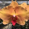 Орхидея Phalaenopsis Fangmei Beauty Diamond (еще не цвел)   