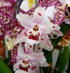 Орхидея Odontoglossum (отцвела)
