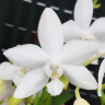 Орхидея Phalaenopsis Brother Timothy 'Syk' (отцвел) 