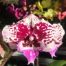 Орхидея Phalaenopsis Big Lip, midi (отцвел, РЕАНИМАШКА)