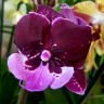 Орхидея Phalaenopsis Hot Kiss, big lip (отцвел) 
