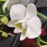 Орхидея Phalaenopsis amabilis, multiflora (отцвел, РЕАНИМАШКА)