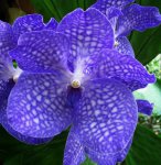 Орхидея Vanda Sansai Blue (отцвела)