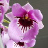 Орхидея Miltonia 