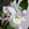 Орхидея Dendrobium nobile Sea Mary (отцвёл)