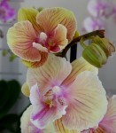 Орхидея Phalaenopsis, Big Lip mutation    