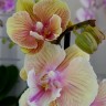 Орхидея Phalaenopsis, Big Lip mutation    