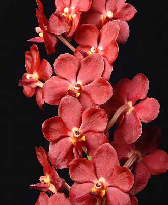 Орхидея Ascda. Sweet Pea (отцвела)
