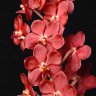 Орхидея Ascda. Sweet Pea (отцвела)