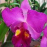 Орхидея Cattleya (отцвела)