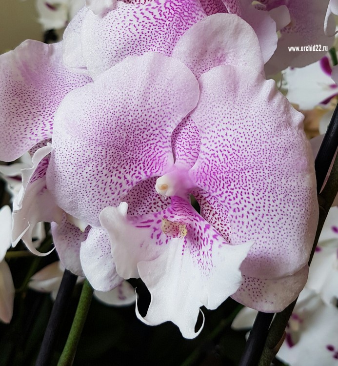 Орхидея Phalaenopsis  Queen Kizz, Big lip (отцвел)