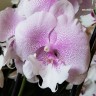 Орхидея Phalaenopsis  Queen Kizz, Big lip (отцвел)
