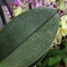 Орхидея Phalaenopsis Perfumе Valkion, multiflora   