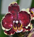 Орхидея Phalaenopsis Fire (отцвел)