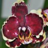 Орхидея Phalaenopsis Fire (отцвел)